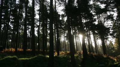 Tech giant Microsoft gets into the Irish native trees business