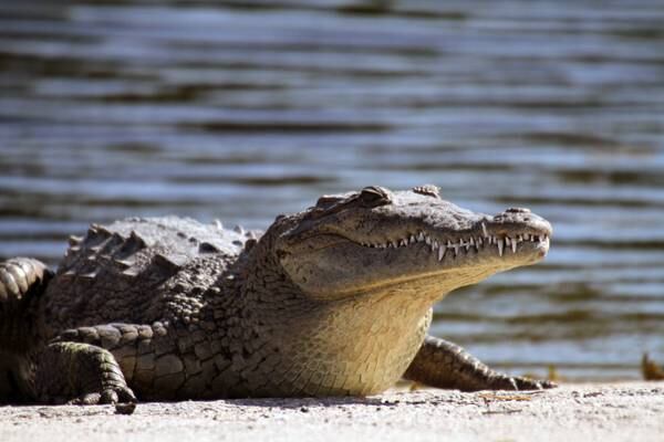 Scientists discover first ever ‘virgin birth’ in a crocodile