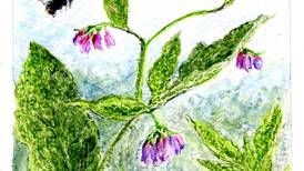 Comfrey is the forever plant of organic gardening