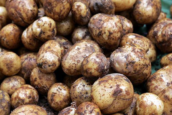 A history of the potato: Digging up its fascinating past
