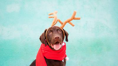 Paws for thought: The pros and cons of getting a dog for Christmas