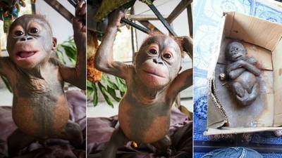 Baby orangutan left for dead making ‘remarkable recovery’