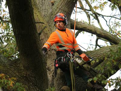 'I’d chat to the tree before I take it down': the life of an Irish lumberjack