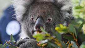 Koalas arrive in UK in bid to protect species from extinction