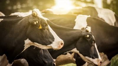 Calls on Government to scale up water pollution controls targeted at intensive dairy farms