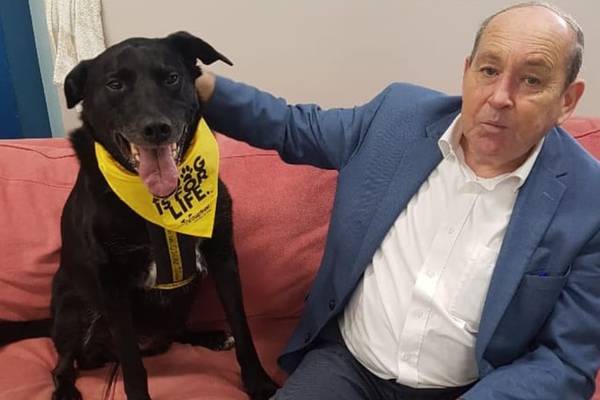 Labrador adopted after eight year wait with Dogs Trust