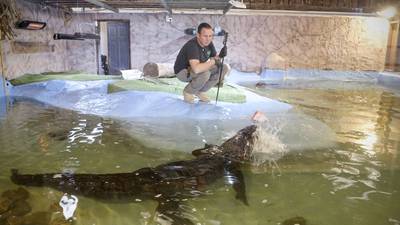 National Reptile Zoo appeals for help as Covid-19 wipes income