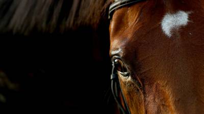 Horse racing body: ‘prior day notice’ drugs testing not ideal