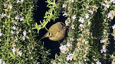Is this tiny bird a goldcrest? And other readers’ nature queries