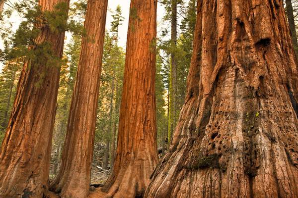 Beetles and fire kill dozens of ‘indestructible’ giant sequoia trees