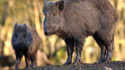 Wild boar become more daring in search for food in Barcelona