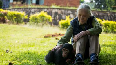 The woman who redefined man: Jane Goodall’s life of activism continues