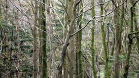 Sale of Coillte harvesting rights will cost State dear