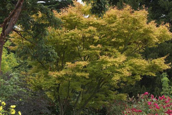 Five good value, fuss-free trees for small gardens