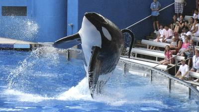 Orca from ‘Blackfish’ film has deadly disease, says SeaWorld