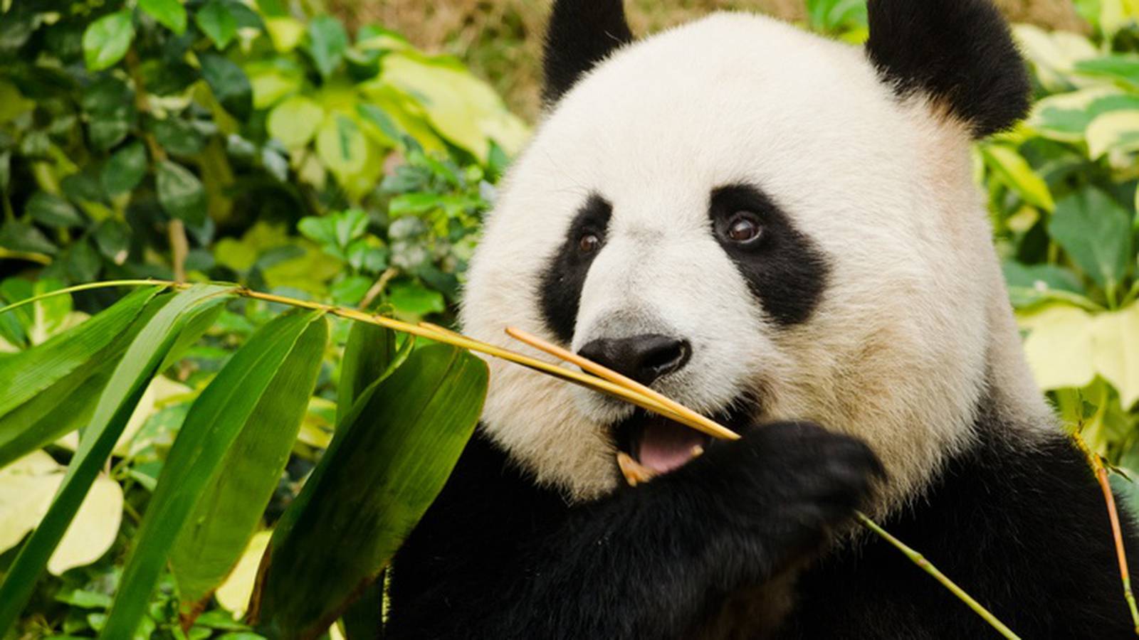 Giant pandas no longer endangered in the wild, China announces – The Irish  Times