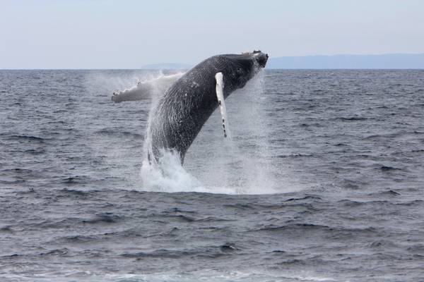 ‘Exceptional’ numbers of whales feeding off Cork coast