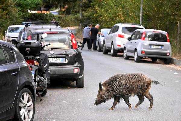 Rome’s boar invasion a sign the city is losing its war on waste