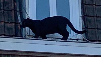 Panther found prowling roofs in northern France