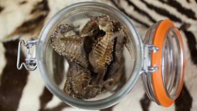 Traditional medicine and its threat to animals