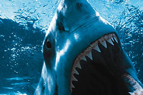 The movie quiz: Which Jaws warned against going back into the water?