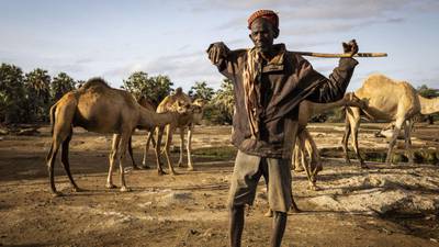 Extreme drought in Kenya causes mass livestock deaths and water scarcity