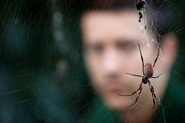 Man screaming ‘why don’t you die?’ at spider triggers emergency response