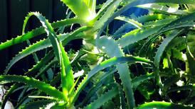 Aloe vera: Say hello to a wonder plant