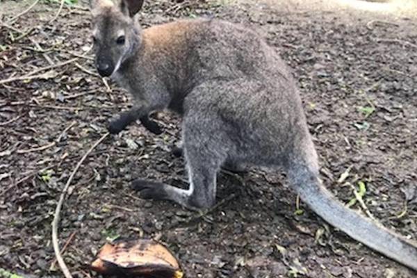 Cork’s wandering wallaby Dora home ‘safe and sound’