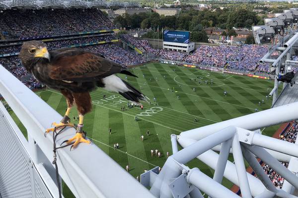 Croke Park’s hawk eyes keep stadium scavenger free