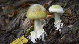 A deadly lunch: the mushroom poisoning gripping Australia