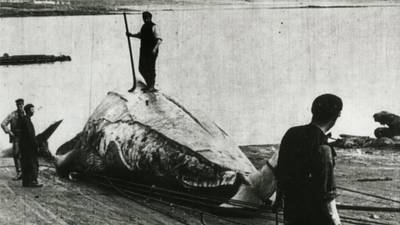 Epic whaling voyage by Crawford Hartnell to be recreated