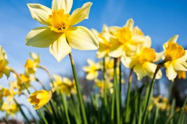 Pleasant weather: Easter weekend to see dry and sunny conditions but cool temperatures