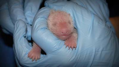 Newborn US panda is 'robust' , zoo says