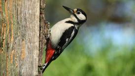 Eye on Nature: Have you heard a woodpecker in Bushy Park?