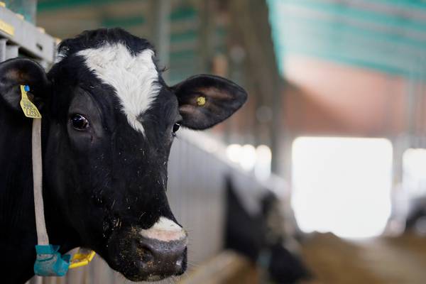 Farmers fear milk ‘price war’ as retailers discount product