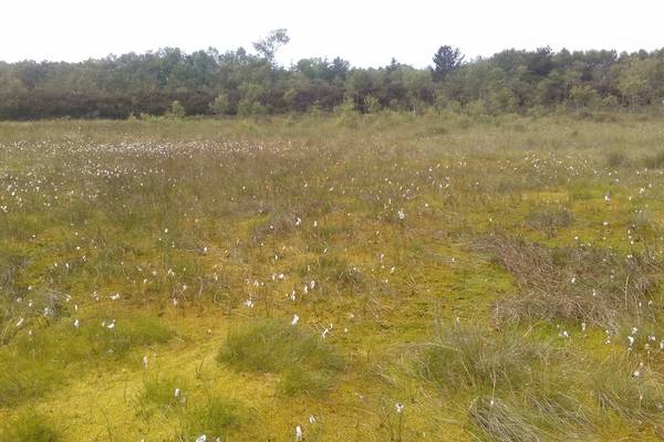 Bord na Móna’s big shift: how the peat giant pivoted to bog restoration