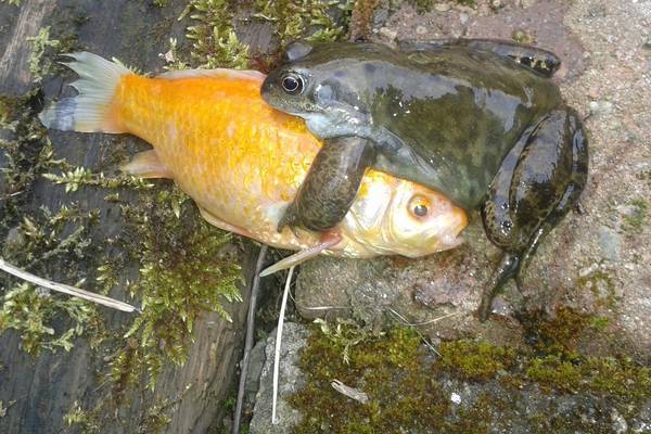 My goldfish are assaulted by frogs. Readers’ nature queries