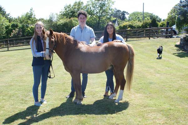 Back in the saddle: students develop aid for horses