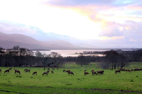 Deer cull leads to fewer road accidents and plant regeneration