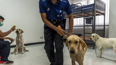 Good boys, doing a good job: Dogs take lead role in Covid-19 detection