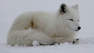 Norway breeds, and feeds, endangered Arctic foxes to restore species