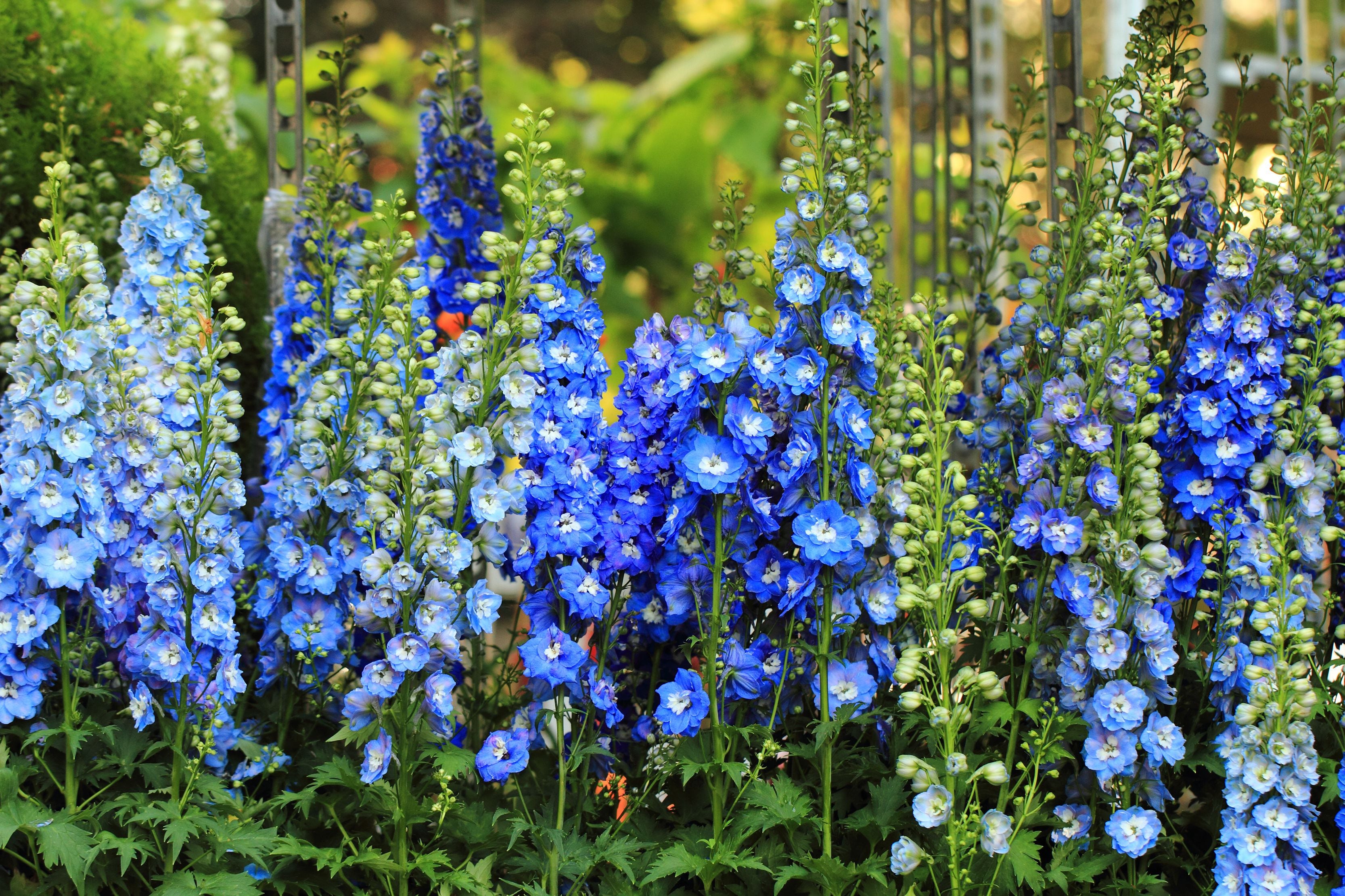 10 blue flowering plants for the late summer or early autumn