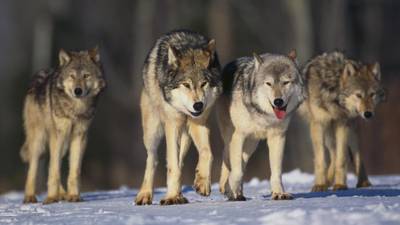Norway court jails five men for wolf hunting