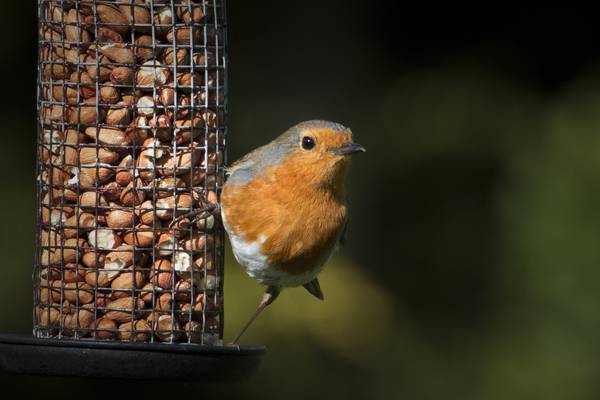 Michael Harding: I had strong urges to shoot all the birds