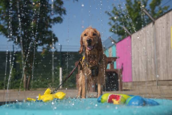 Exercise most common cause of heatstroke in dogs, charity warns