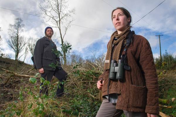 Tree-felling at Ireland’s ‘finest undesignated native woodland’ halted