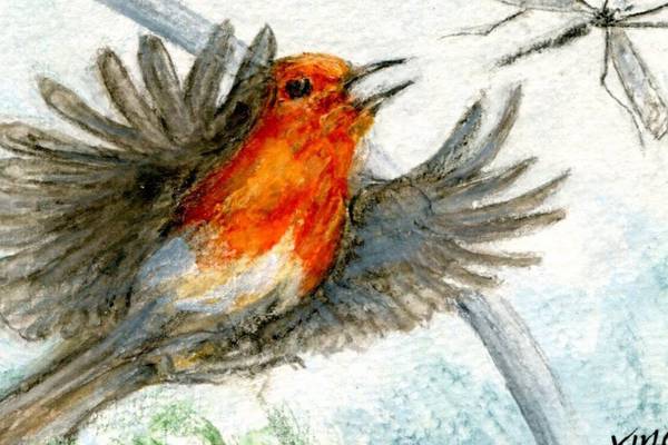 Michael Viney: Faithful robin’s subdued song an autumnal delight
