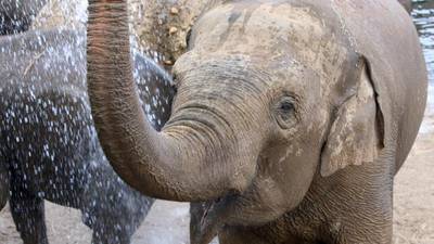 Let’s wet its head: the elephant baby boom