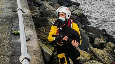 ‘Very happy’: RNLI rescues dog after falling on to rocks in Dún Laoghaire pier